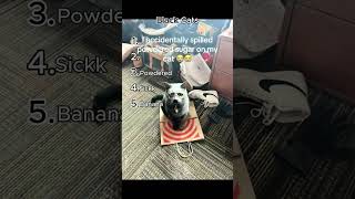 Funniest Black Cat Clips Part 34