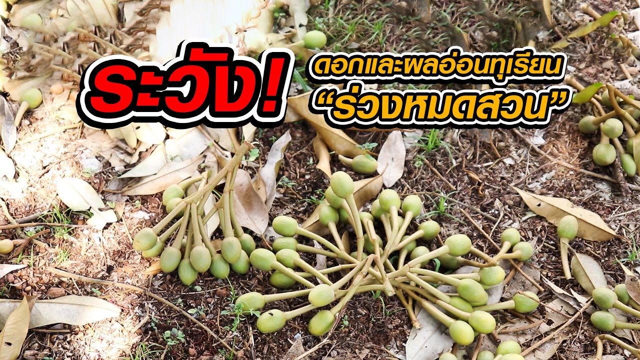 ระวัง! ดอกและผลอ่อนทุเรียนร่วงหมดสวน | วิธีป้องกันดอกปละผลอ่อนทุเรียนหลุดร่วง