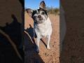 Good recall is crucial for #vanlife! #shorts #dogs #dog #dogtraining #chihuahua #adventure #explore