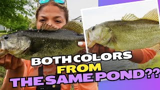 These came from the same pond?? (Fresh Pond Fridays Ep.3)
