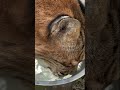 Moses Bobcat &quot;Ol Blue Eyes&quot; Drinking in Slo-Mo!