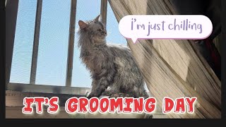 when cat doesn't want to use blow-dry  | natural sun light drying | gray British persian by Gray British Persian 373 views 3 years ago 13 minutes, 28 seconds