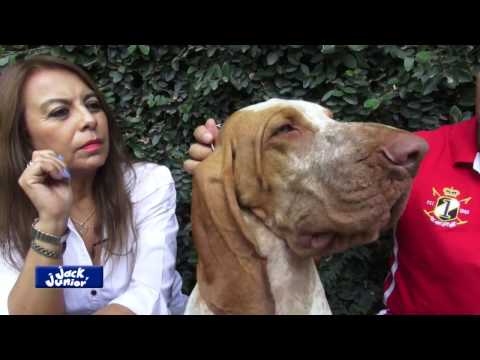 Video: Bracco Italiano