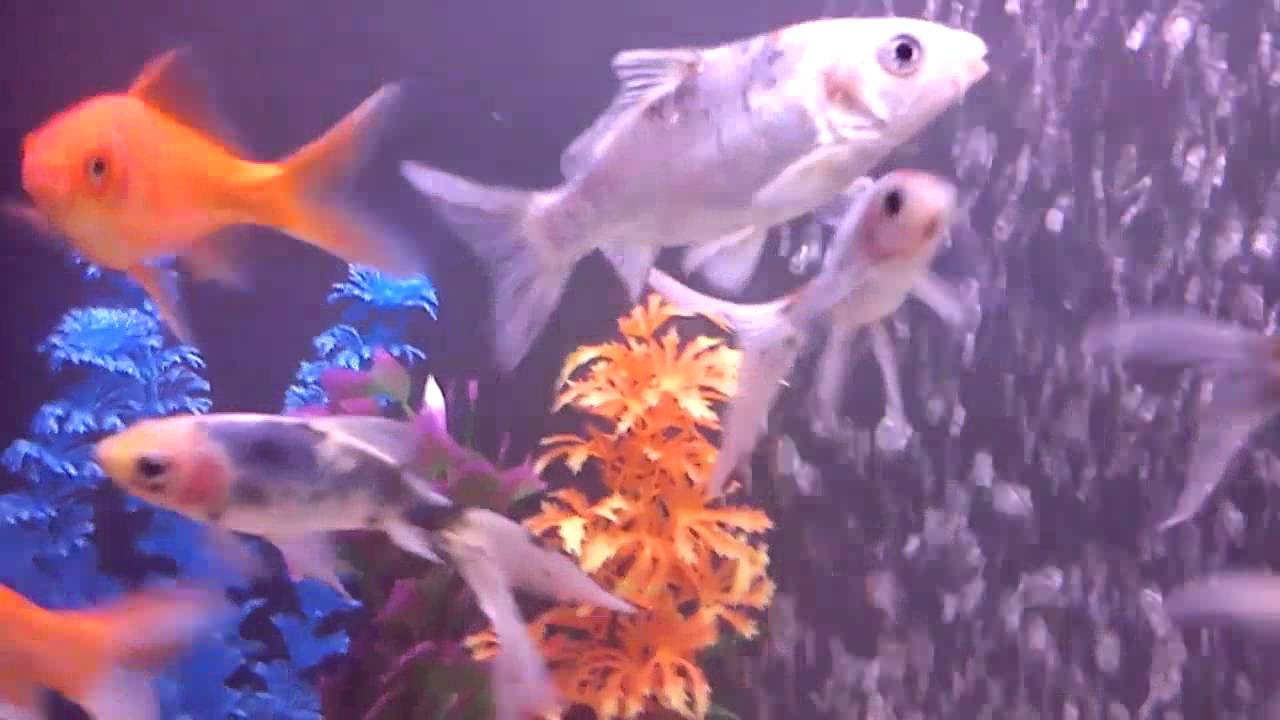cold water fishtank setup YouTube
