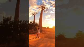 ? Madagascar ??Alley of the Baobabs, one of the most popular tourist destinations in Madagascar,