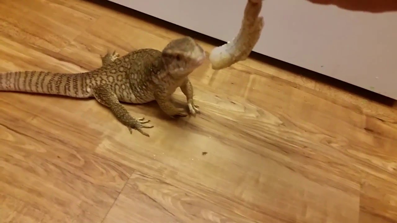 funny friends Sharptooth Eats a Huge Shimp