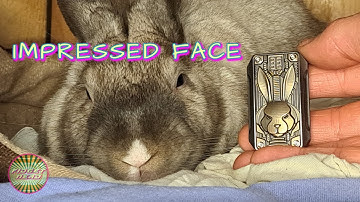 Happy year of the rabbit... slider!