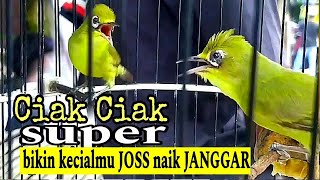 Ciak Ciak Joss Kecial Kuning Sangar Bikin Kecial Kuning Malas Bunyi Cepat Joss Gacor Menggila