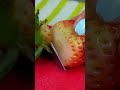 FRESAS CON CREMA 🍓deliciosas y muy fáciles de preparar [COMIARTE 2023] #fresas