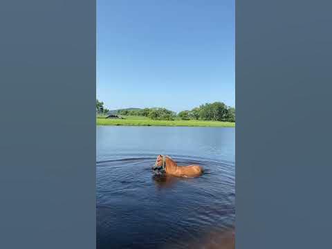 Лошадь плавает #лошади - YouTube
