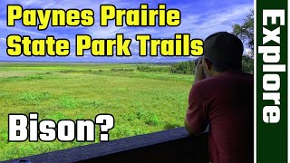 Bison in Florida, Hiking, Paynes Prairie State Park Part 2 (RV Living Full Time) 4K