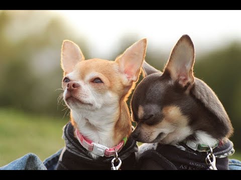 Video: Làm thế nào để Potty-Train một Chihuahua