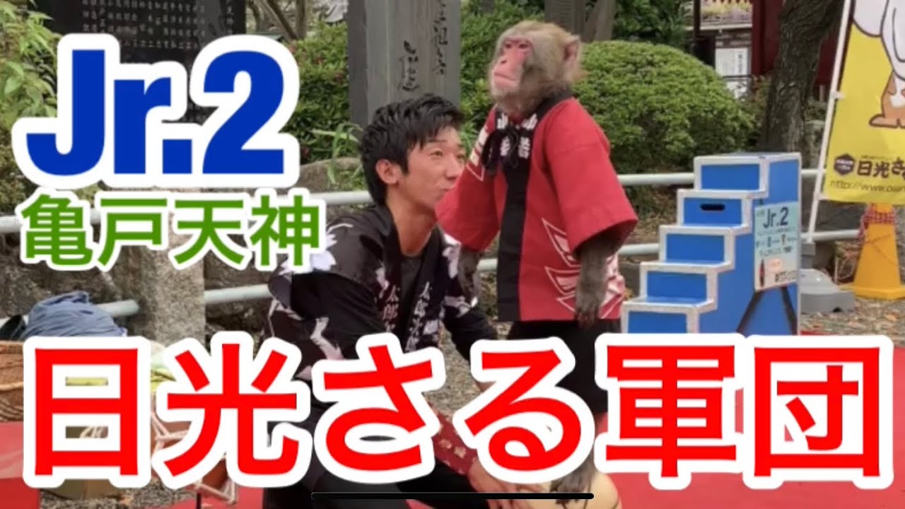【日光さる軍団】Jr.2（ジュニアジュニア）くんの演技☆亀戸天神にて