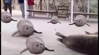 Reupload Extremely Difficult Try Not To Laugh Clean Part 7 Youtube Google Chrome 2020 10 22 15 2