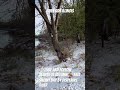 Beautiful snowy fall day by the river #foryou #fypシ #viral #views #river #beautiful