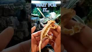 MY CRESTED GECKO CHANGES MORPH #shorts