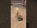 highland calf came close by to eat toronto canada may 2026