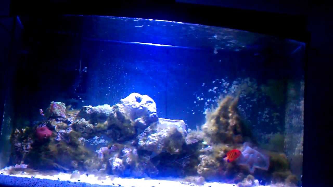 46g reef tank update day 62 - YouTube CaliReef