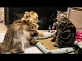 先住猫に遊んでもらえず本気でグレてしまった後輩猫