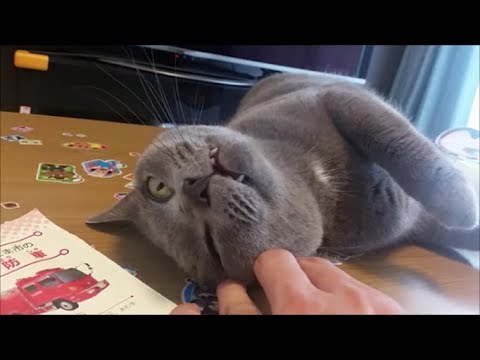 怖い顔だけど甘えん坊な灰色猫 - YouTube