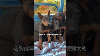 在宠物市场买一只大型犬这么便宜！ #马犬 #德牧 #莱州红 #德国牧羊犬 #萌宠出道计划