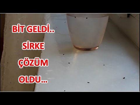 Video: Çalışmayan Pireler Ve Keneler İçin 9 Evde Çözüm