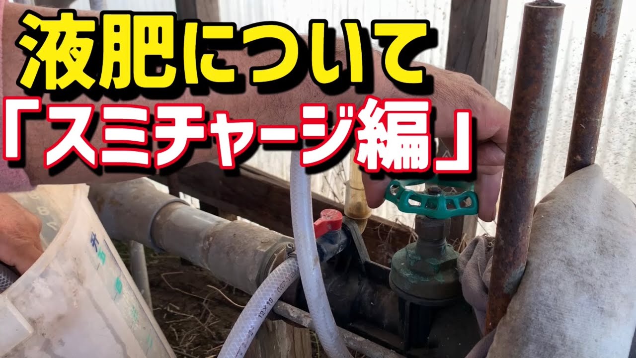 「いちご栽培 いちご農家」液肥について 「スミチャージ編」