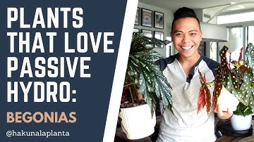 Plants that Love LECA + Passive Hydroponics (Part 2) - Begonias