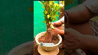 #How To fused and make A Beautiful Bonsai Tree