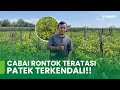MUSIM HUJAN NO WORRY!! STRATEGI CABE AMAN DARI BUAH RONTOK & PATEK | PART 2