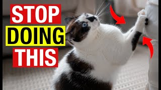 3 FAST and EASY Steps to Stop Your Cat from SCRATCHING