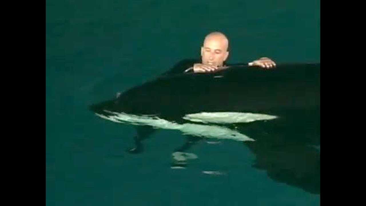 Caught on tape: Whale nearly drowns SeaWorld trainer