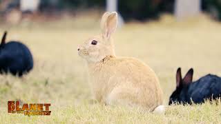 Canon EOS 800D EF-S 55-250mm f/4-5.6 IS STM Lens Test : Planet of the Rabbits