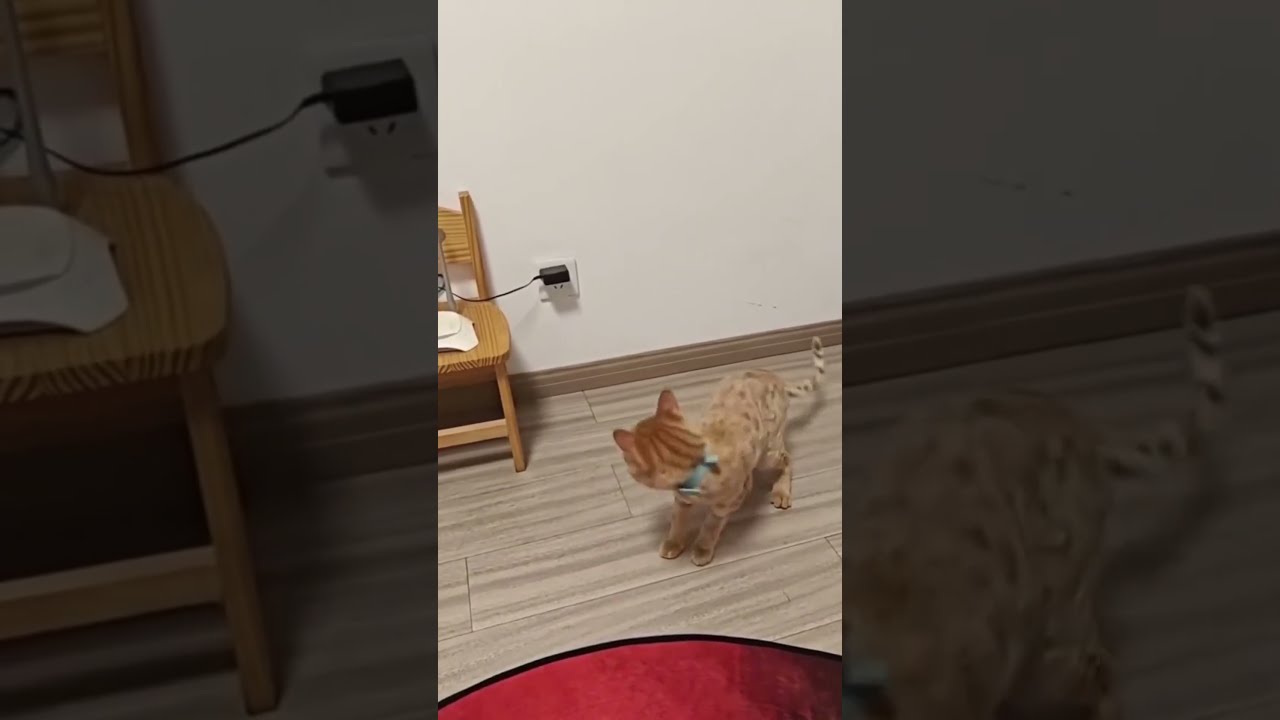 Ultimate cat compilation – Best Animal Videos 2024 🤣🤣 #cat  #cute #catvideos #pets