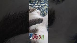 Токи🤪😃 #котофейка #смешнойкот #видосыоткота #веселыекоты #🤪🤣🤣🤣🤣