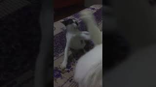Kitten combat 🥰