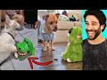 Funny Dog and Cat Reaction To Toy