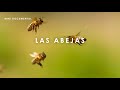 Las Abejas Melíferas | Mini Documental