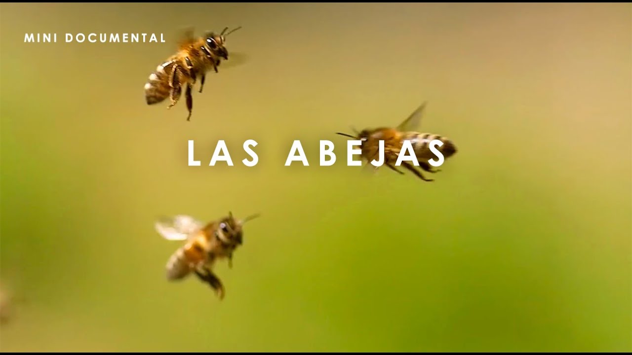 Las Abejas Melíferas | Mini Documental