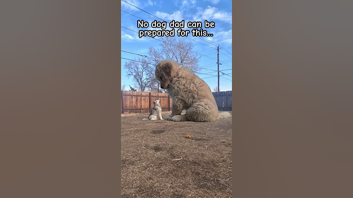 Biggest puppy in the world #dogsofyoutube #goldenretriever #puppy