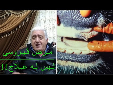 كيفية التعامل مع مرض الحمى القلاعية