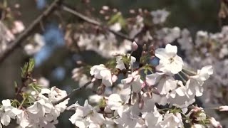 What is a pollen bomb, and will it affect the East Coast?