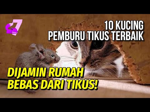 Video: Apa yang harus dilakukan ketika kucing Anda menangkap tikus?