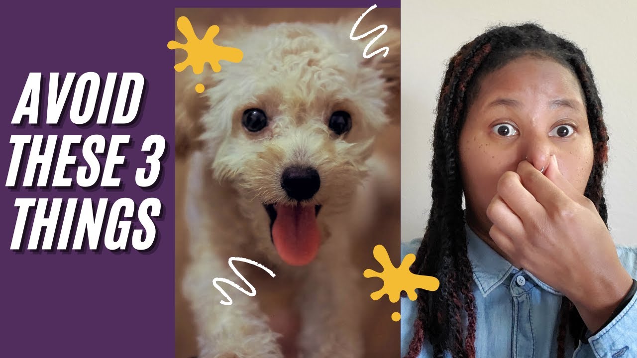 Getting Rid Of Dog Odor 3 Things To Avoid YouTube