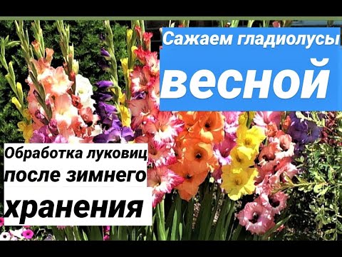 ГЛАДИОЛУСЫ/ ОБРАБОТКА ЛУКОВИЦ ПОСЛЕ ЗИМНЕГО ХРАНЕНИЯ/ ПОСАДКА В ГРУНТ