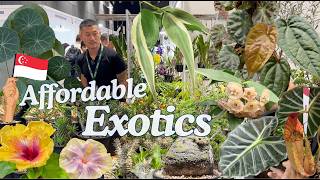 картинка: Доступные экзотические растения и редкие находки | Невероятный рынок растений в Сингапуре 🇸🇬