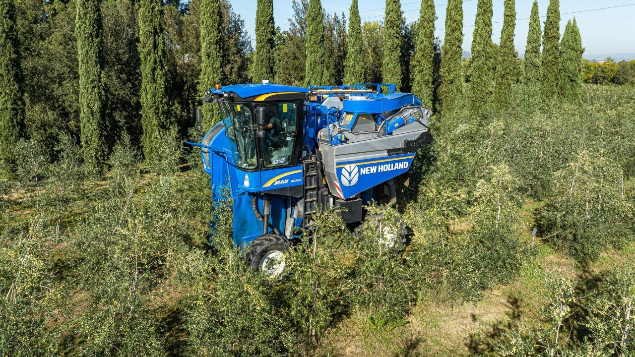 🫒Raccolta olive 2022 con New Holland Braud 9090X | Gioter Di Giovagnoli