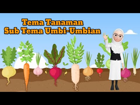 Video: Seperti Apa Bentuk Umbi yang Sehat – Memeriksa Umbi Sebelum Menanamnya