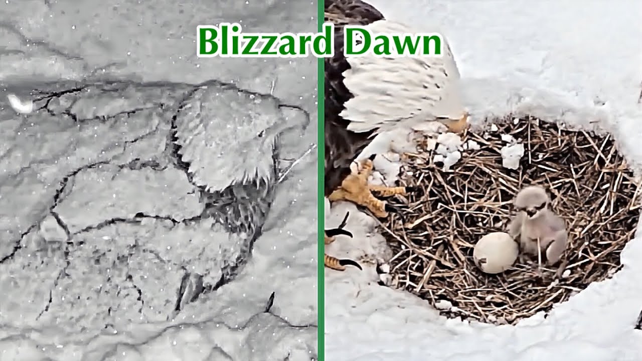 #32🦅🐥3°🥚／Duke Farms Eagle Nest 2026／Duke Mom💗Duke Dad／by Duke  Farms