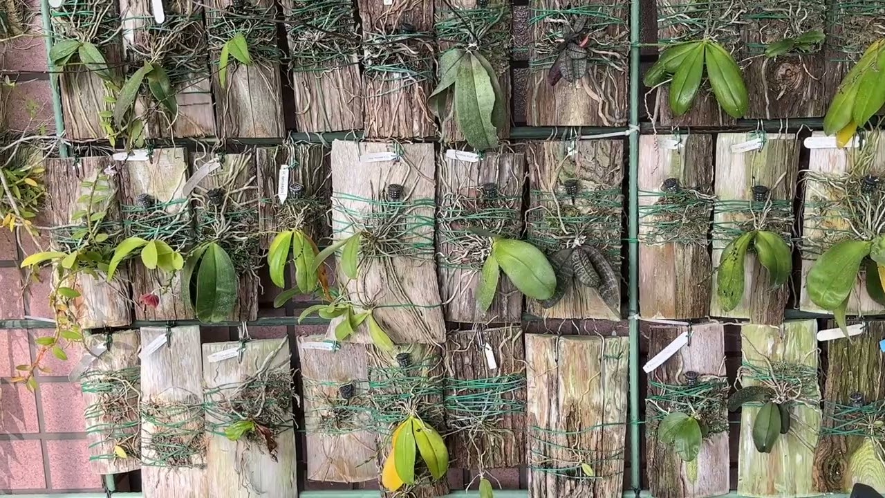 西蕾莉——新手入門種植蝴蝶蘭的不錯選擇￼